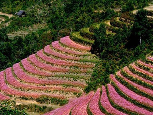 Màu hoa tam giác mạch tại Hà Giang